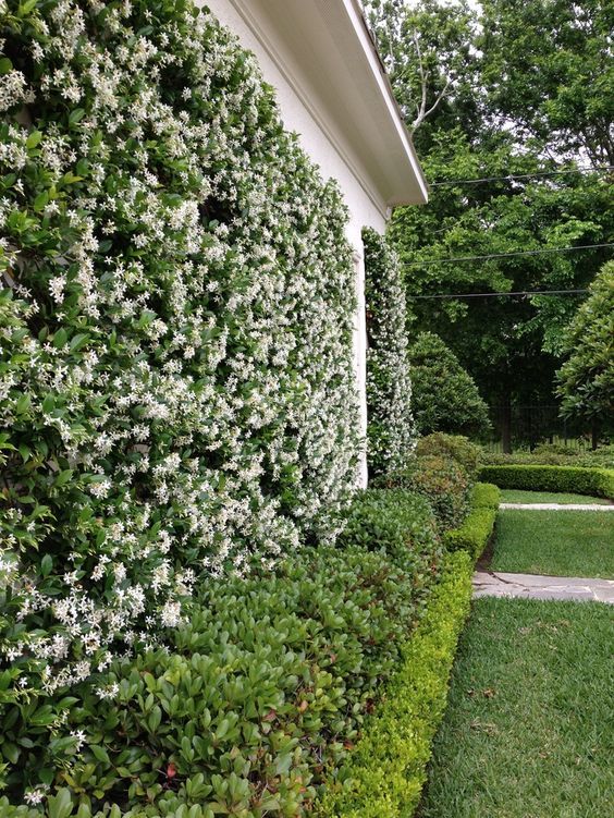 Star Jasmine | Barefoot Garden Design