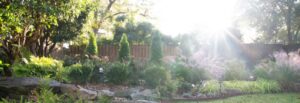 shade plants and sun plants | Barefoot Garden Design