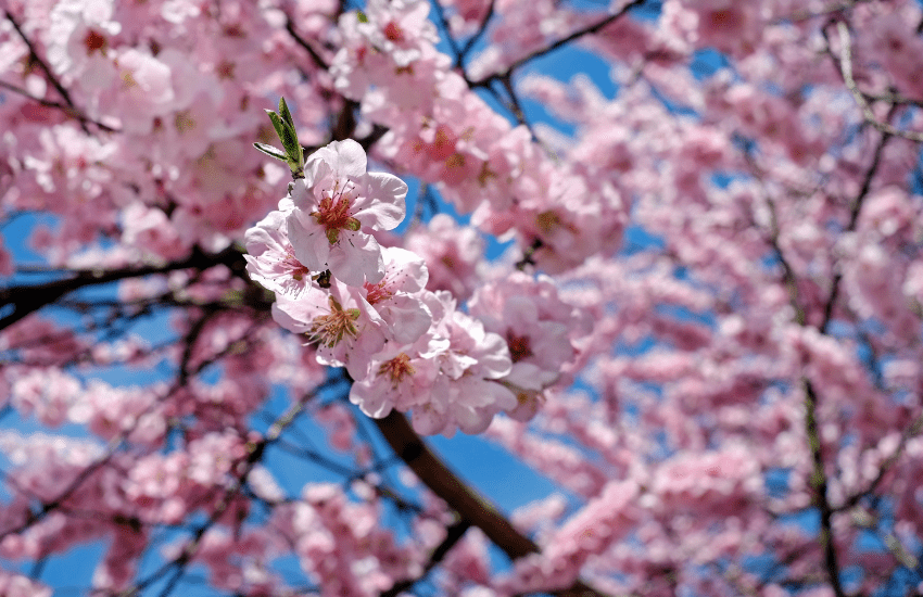 Beautiful Pink Flossoms on trees | Barefoot Garden Design