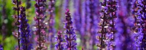 Beautiful purple and blue plants | Barefoot Garden Design