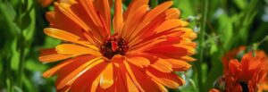 pretty orange flower herb garden | Barefoot Garden Design