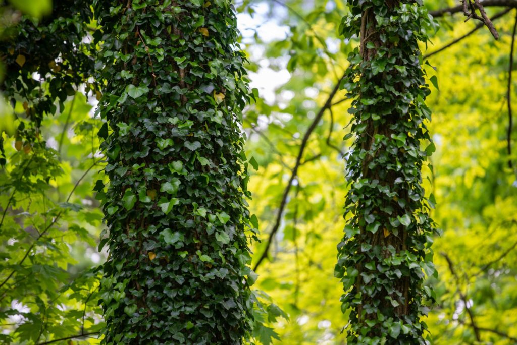 Zoomed In Ivy | Barefoot Garden Design