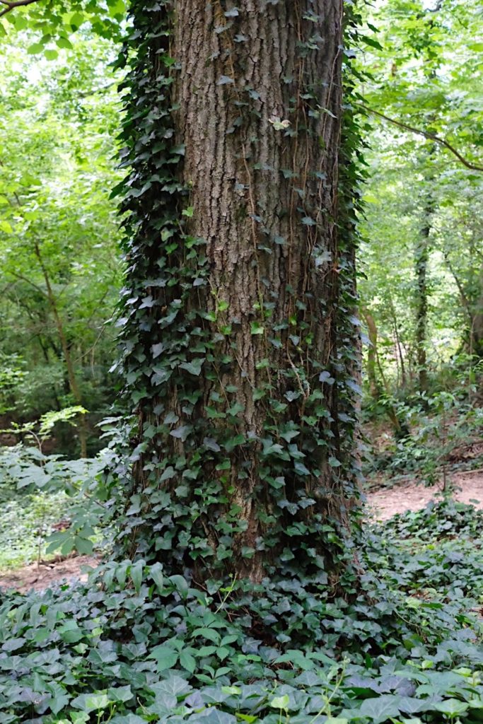 Pesky invasive that covers native trees | Barefoot Garden Design