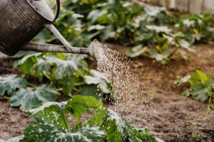Keep Soil Moist | Barefoot Garden Design