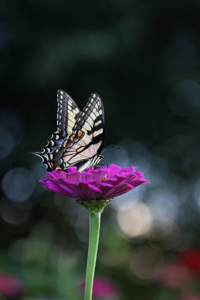 Butterflies best pollinators | Barefoot Garden Design