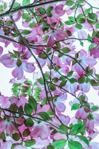 Dogwood trees come in many cultivars. Known for their beautiful and varied flowers