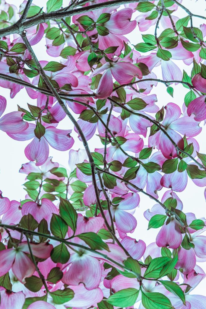 Dogwood trees come in many cultivars. Known for their beautiful and varied flowers