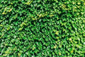 Ivy: Pesky Invasive Plants | Barefoot Garden Design
