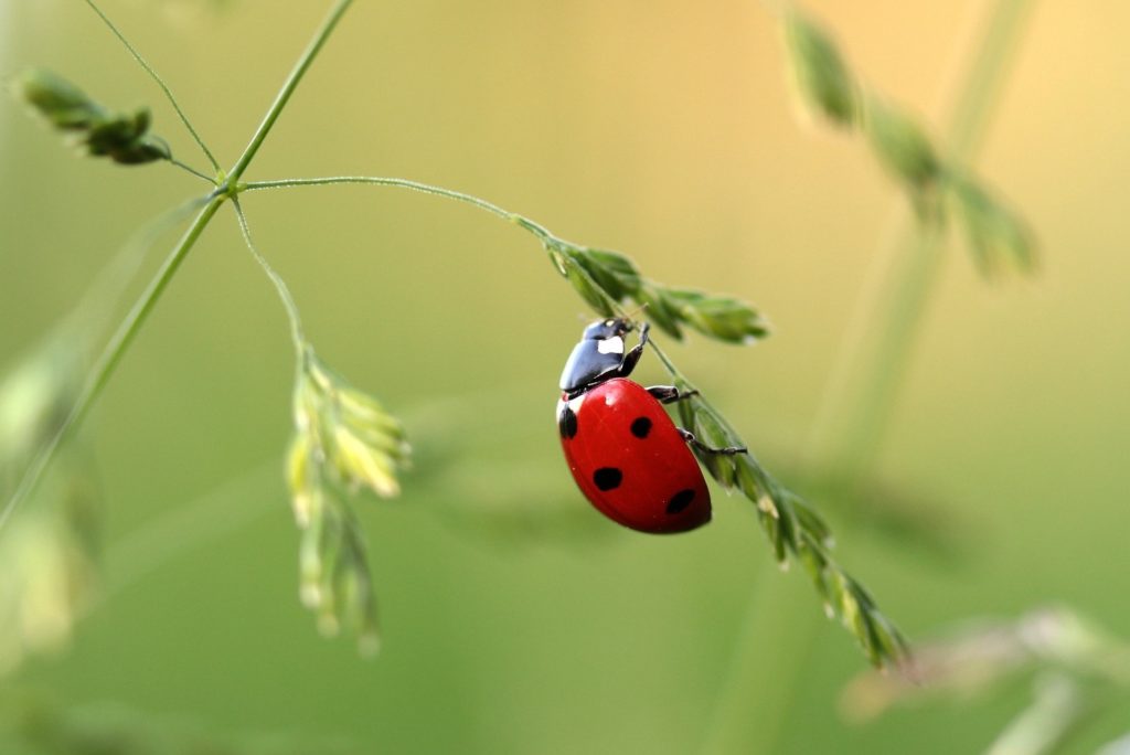 ladybug are pollinators | Barefoot Garden Design