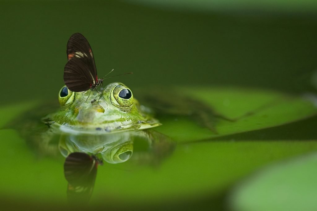 Beneficial Wildlife includes frogs and butterflies | Barefoot Garden Design
