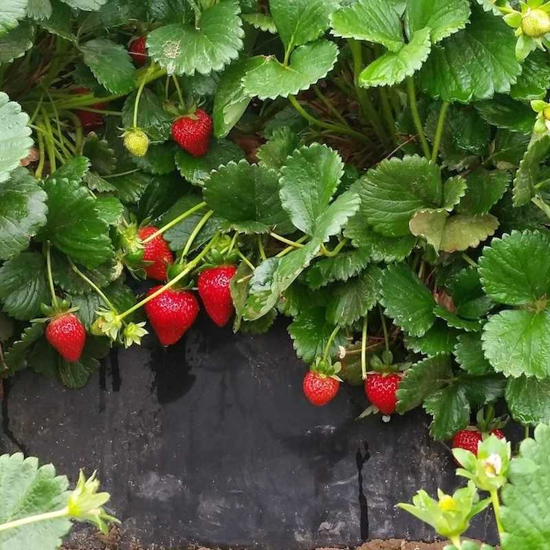 Ruby June Strawberry Cultivar | Barefoot Garden Design