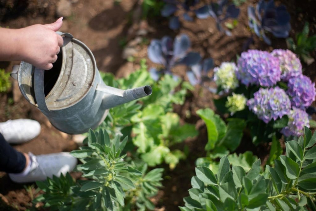 How Often should I water my garden | Barefoot Garden Design