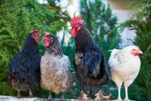 Group of chickens | Barefoot Garden Design