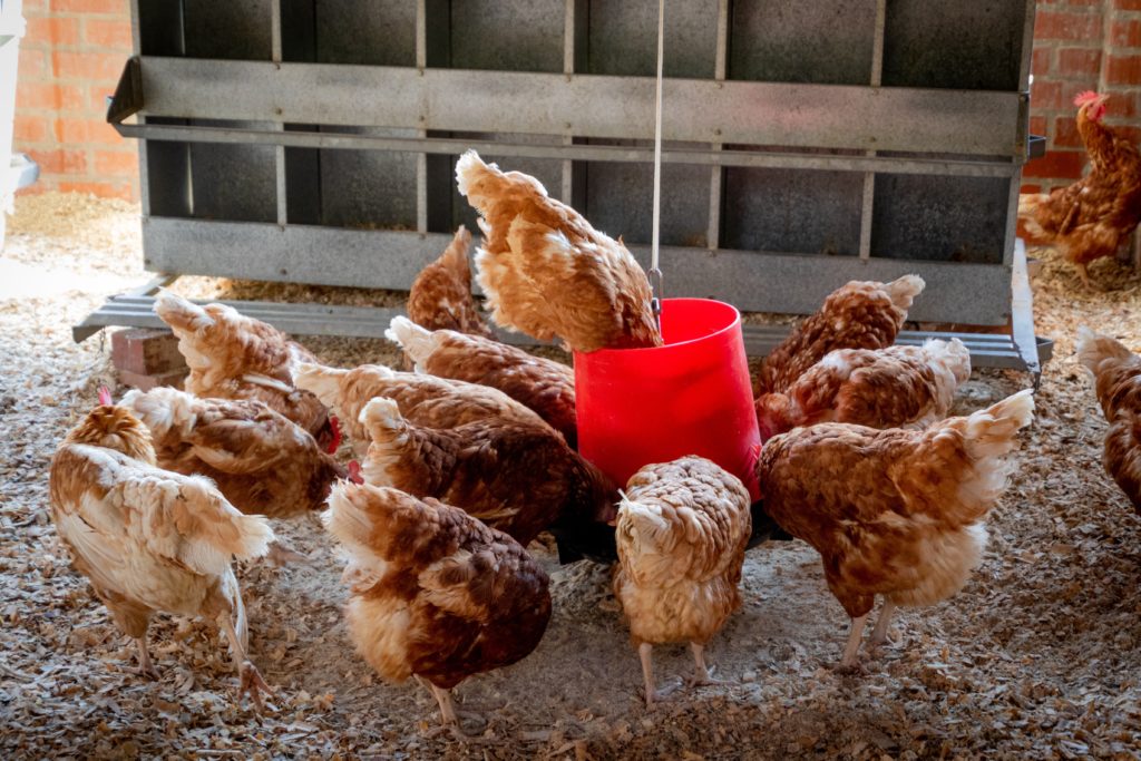 Chicken Nutrition | Barefoot Garden Design