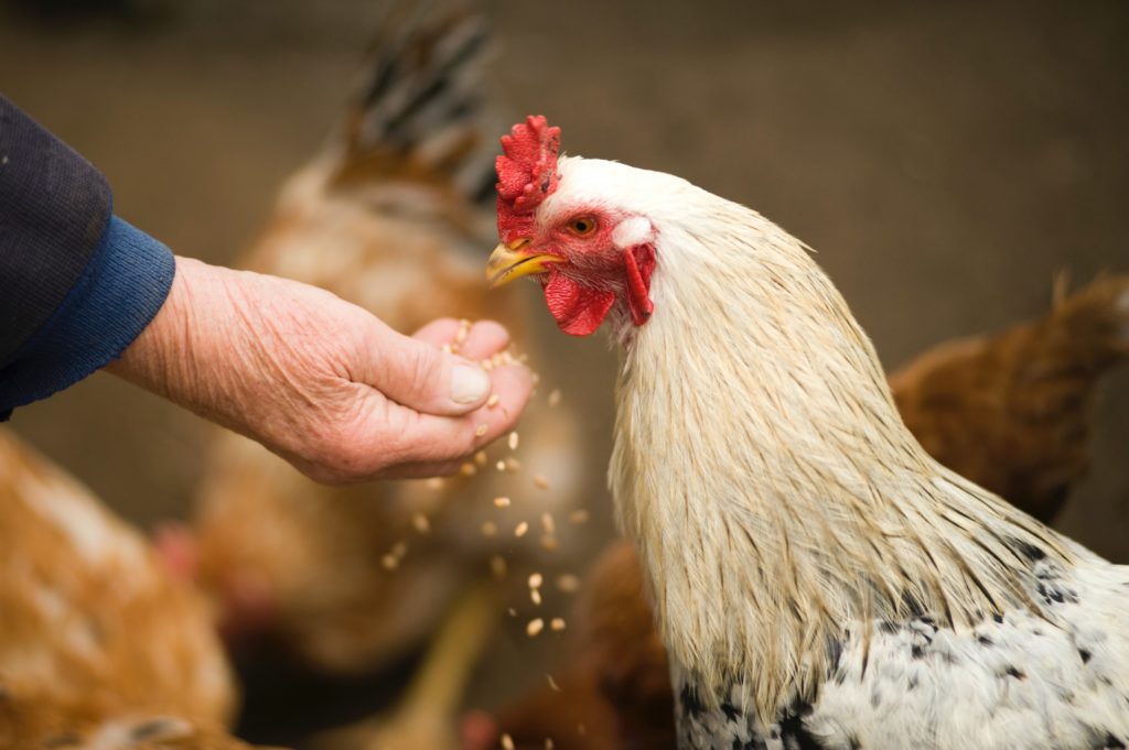 Spend Time With Your Chickens | Barefoot Garden Design