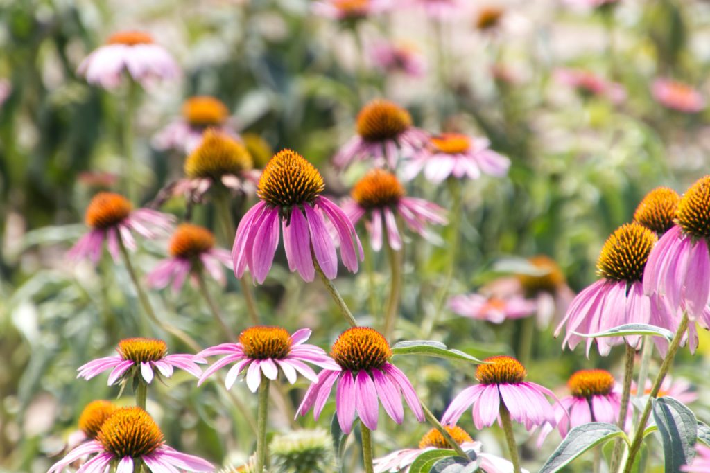 Coneflowers are a great example of a full sunlight native plant | Barefoot Garden Design
