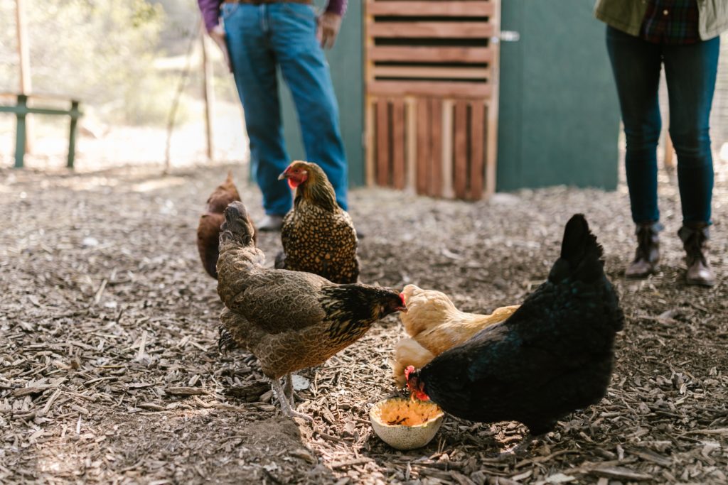 poultry-problems are avoidable | Barefoot Garden Design
