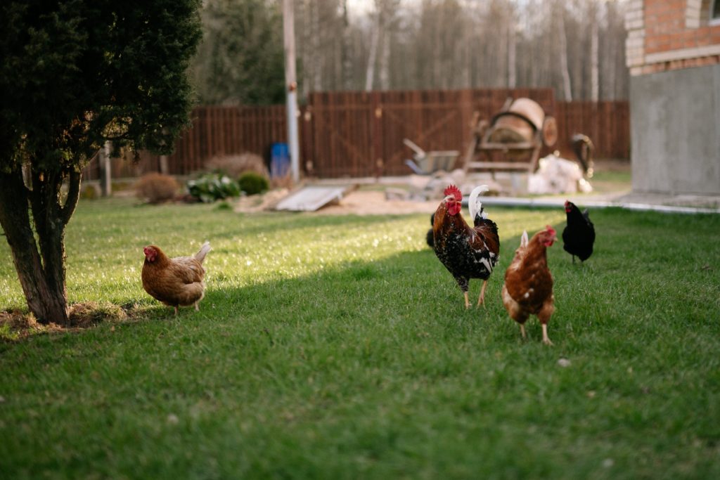Will Chickens Ruin my Garden | Barefoot Garden Design