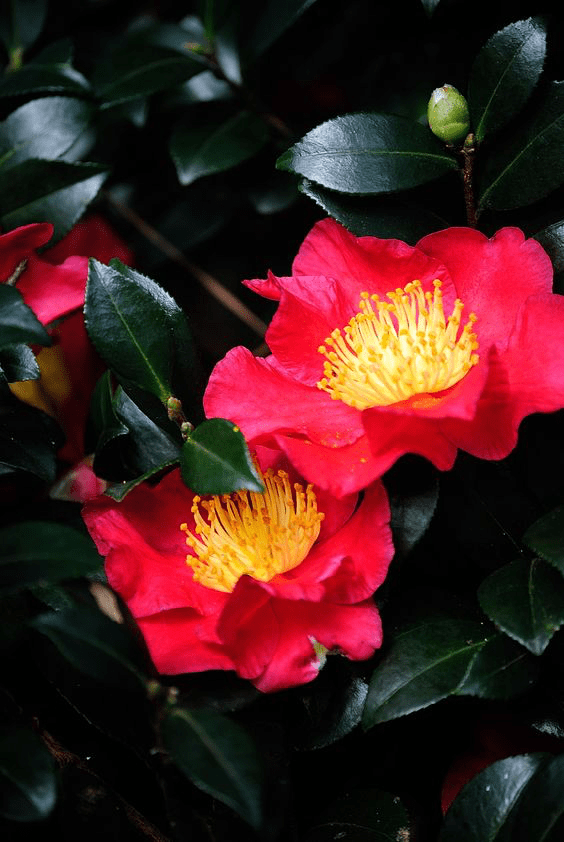 Best Camellia Varieties | Barefoot Garden Design