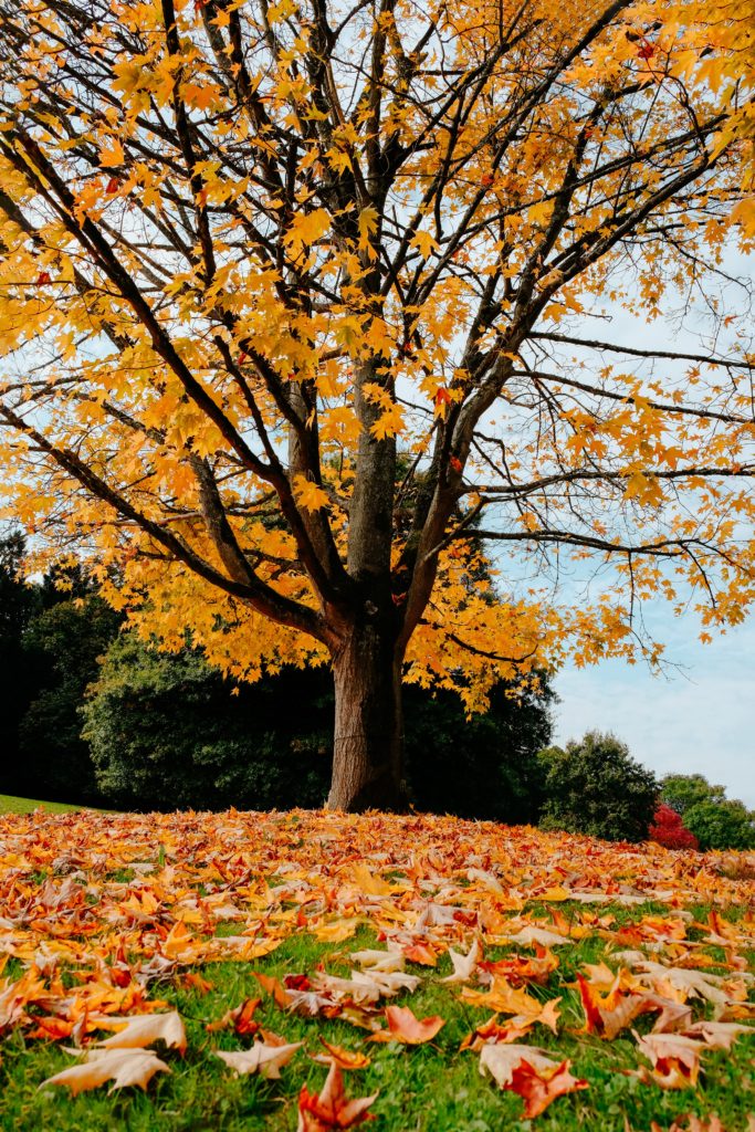 Fallen leaves are a chore to do to help prepare you garden for fall