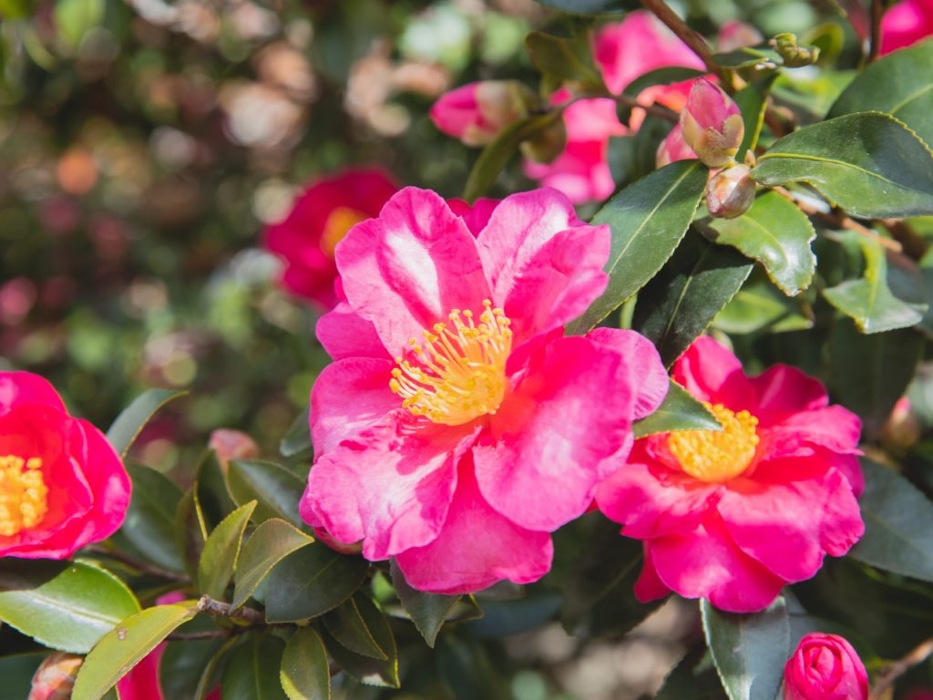 Camellias are a Southern garden staple | Barefoot Garden Design