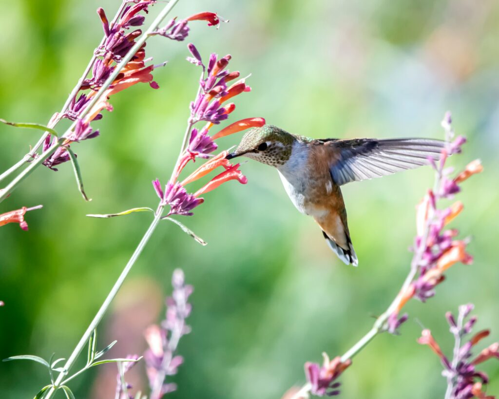 Hummingbirds are important pollinators. It's great to learn how to attract hummingbirds to your garden! 