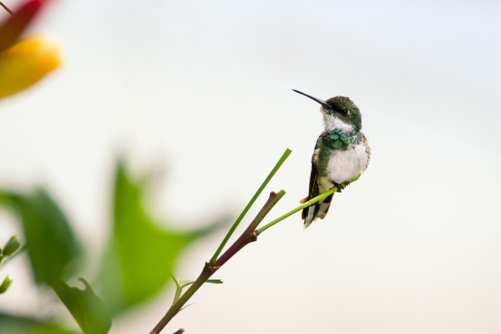 Hummingbirds come in many shapes and sizes-- all are beautiful and adorable