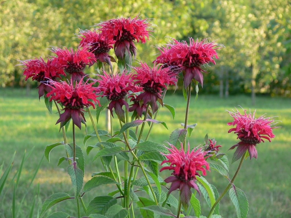 Bee Balm (Monarda) are a great example of a full sunlight native plant