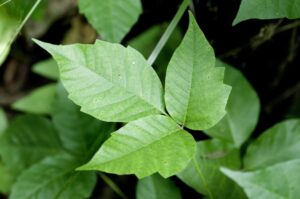 How to Get Red of Poison Ivy (without killing other plants) | Barefoot Garden Design