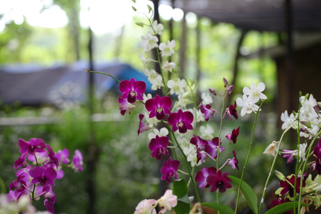 Orchid flowers can last months on the plant, if they are in the proper environment. Often times the blooms drop because the plant is preparing for dormancy