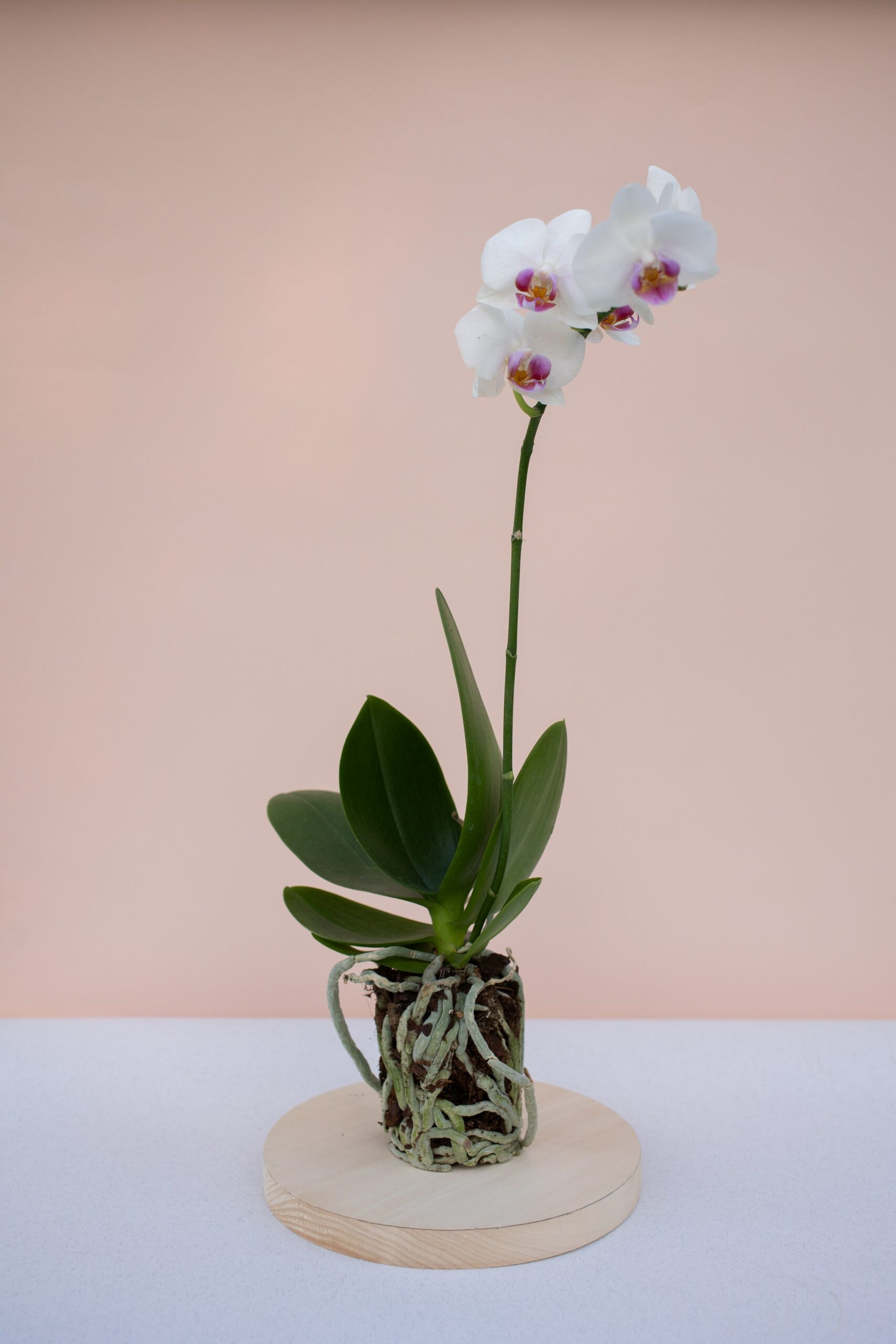 Identifying whether a flower has single or double spiked blooms determines how to prune and care for your orchids