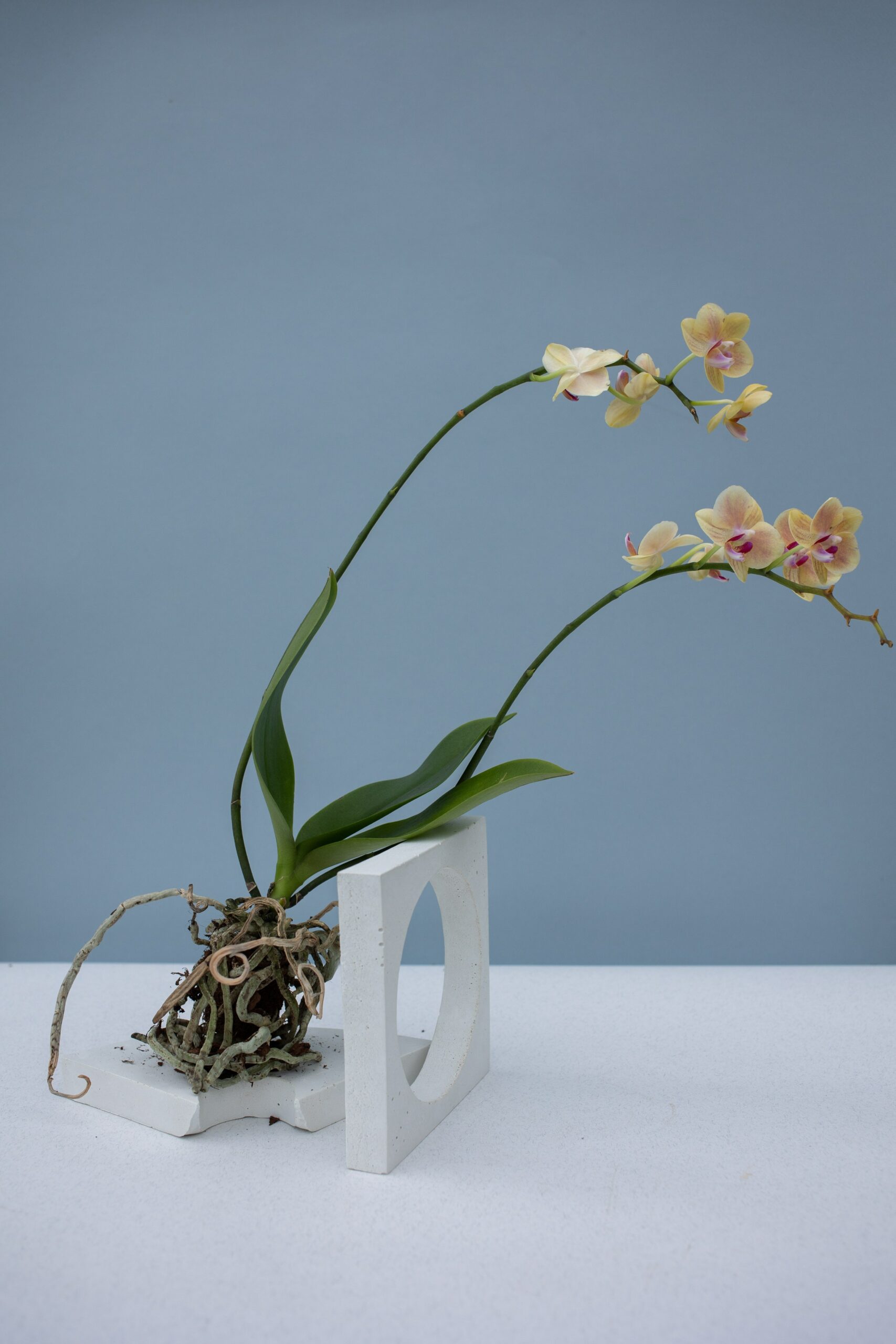Identifying whether a flower has single or double spiked blooms determines how to prune and care for your orchids