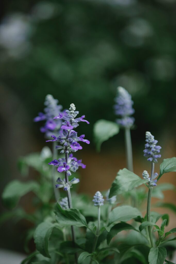 Salvia (or sage) are a great example of a full sunlight native plant