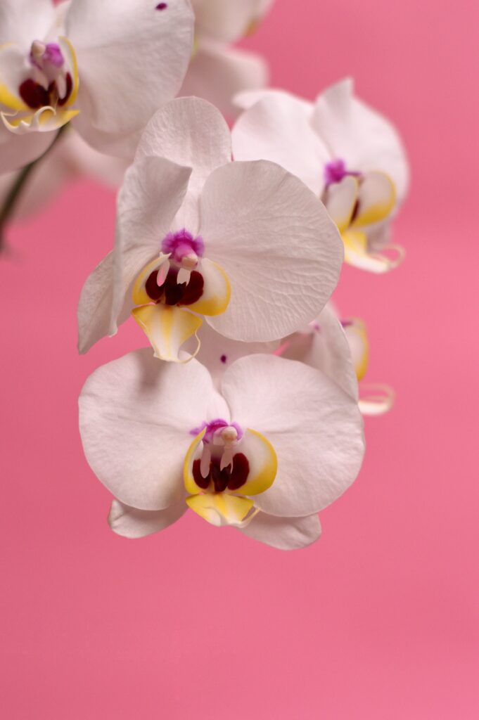 Taking care of orchids is rewarding and low-maintenance. Learn how to take care of orchids!