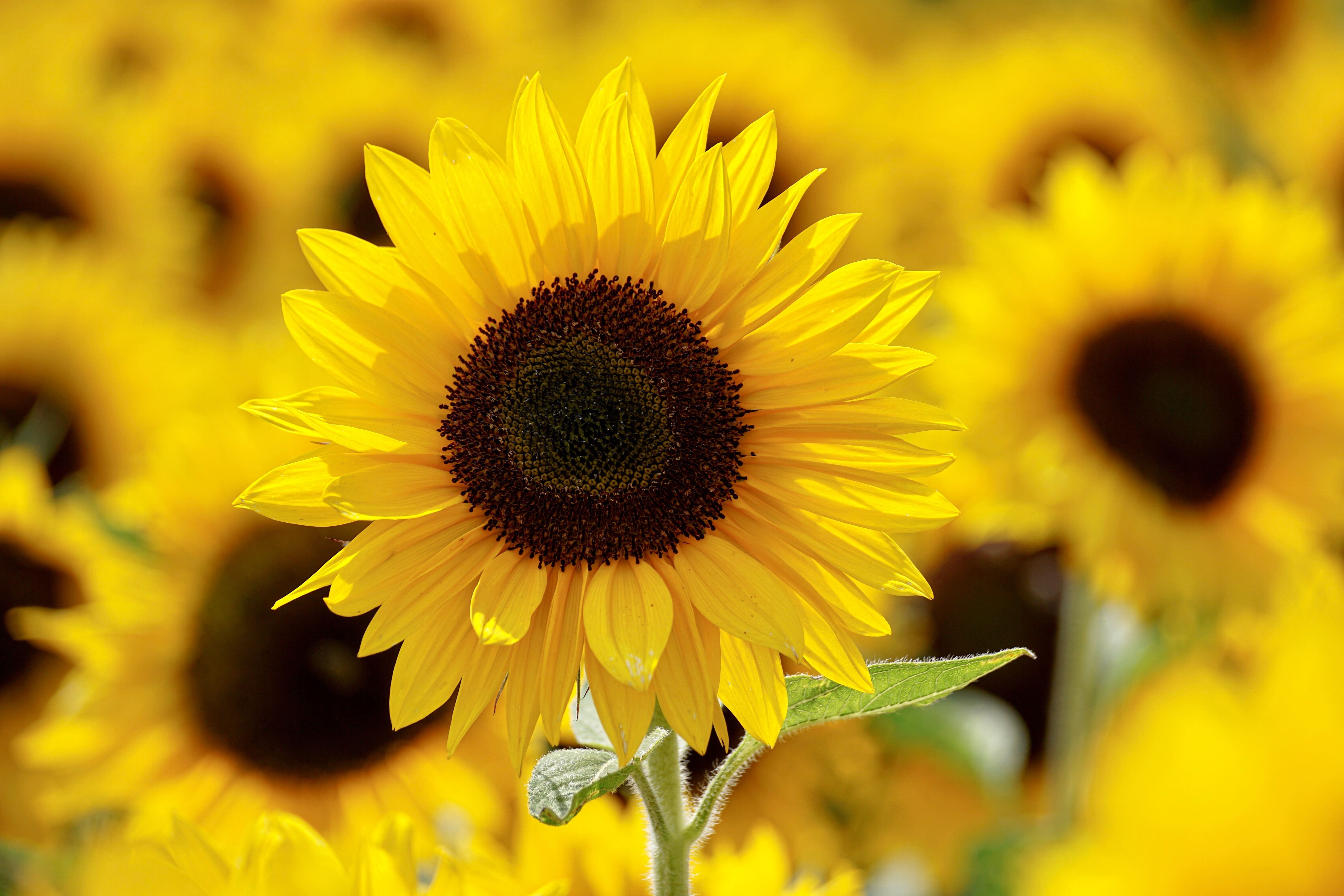 Sunflowers are a wonderful full sun native plant 